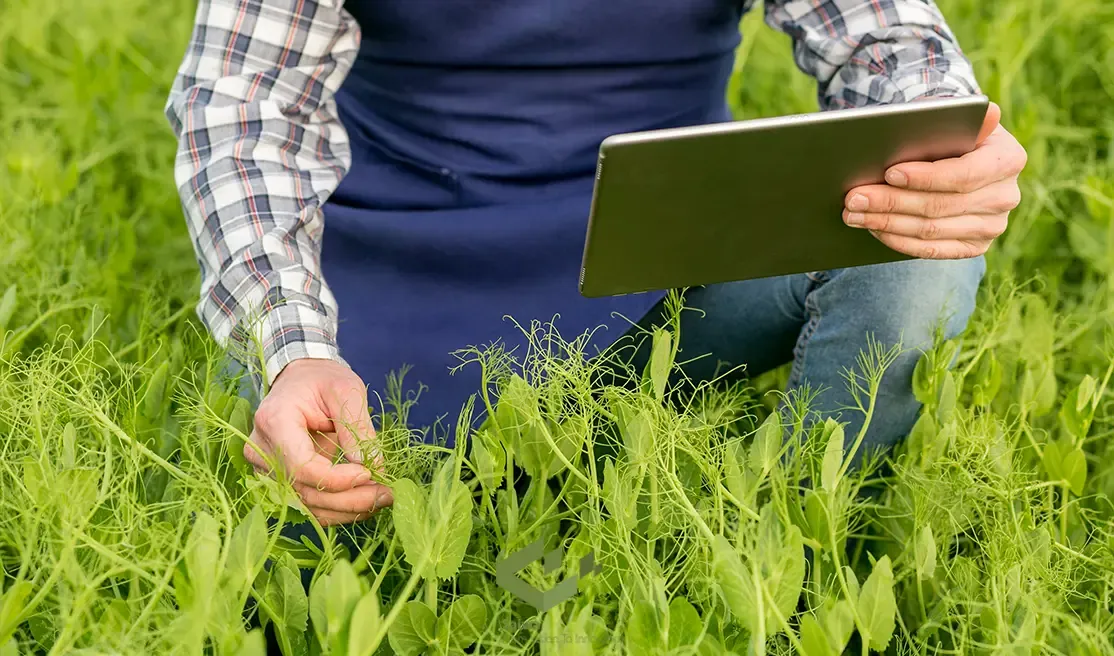AI and Remote Sensing-Elevating Invasive Plant Monitoring.webp