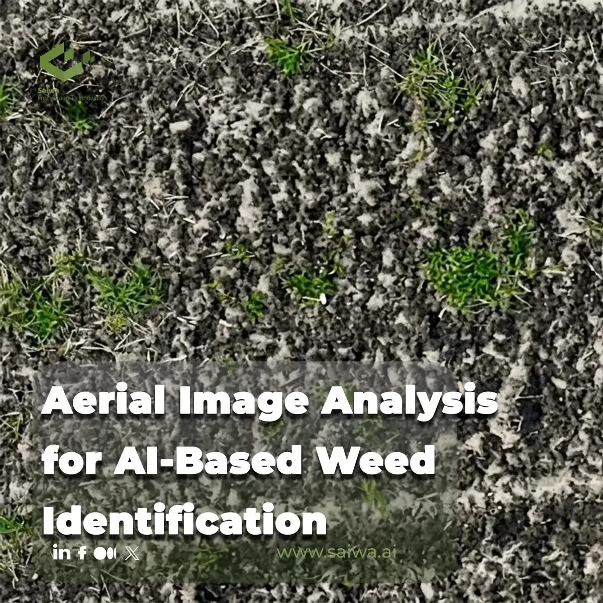 Aerial Image Analysis for AI-Based Weed Identification