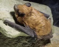 Image Source: Wikipedia https://en.wikipedia.org/wiki/Big_brown_bat