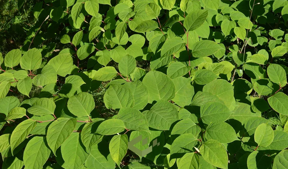Biological Traits and Growth Characteristics of Knotweed.webp