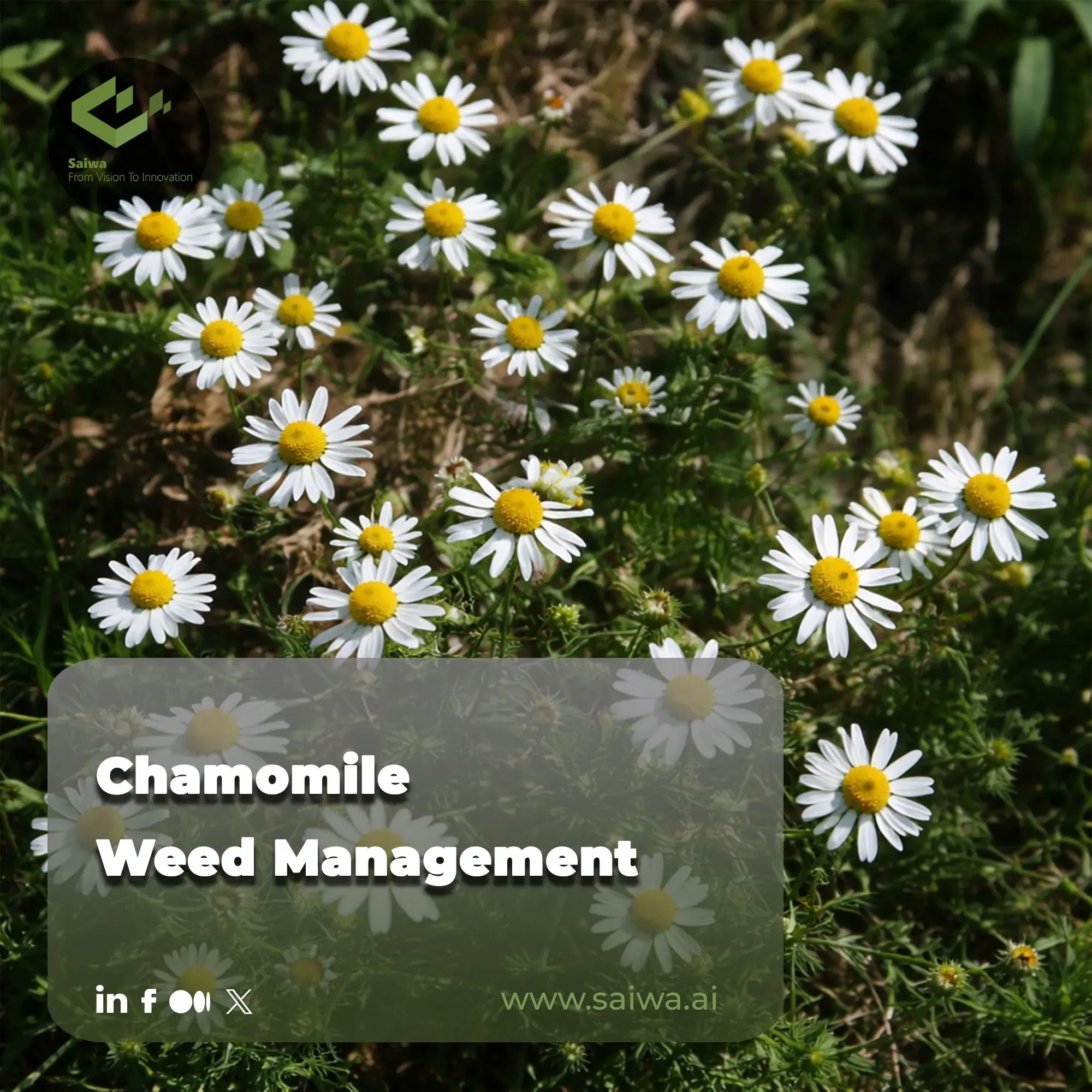 Chamomile Weed Management - Crop Protection Through Smart Technologies