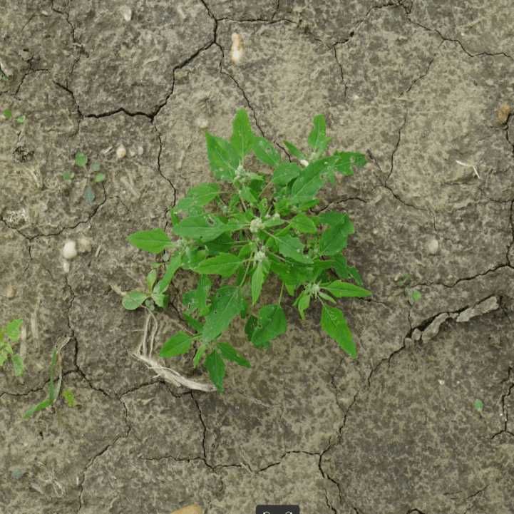 Chenopodium