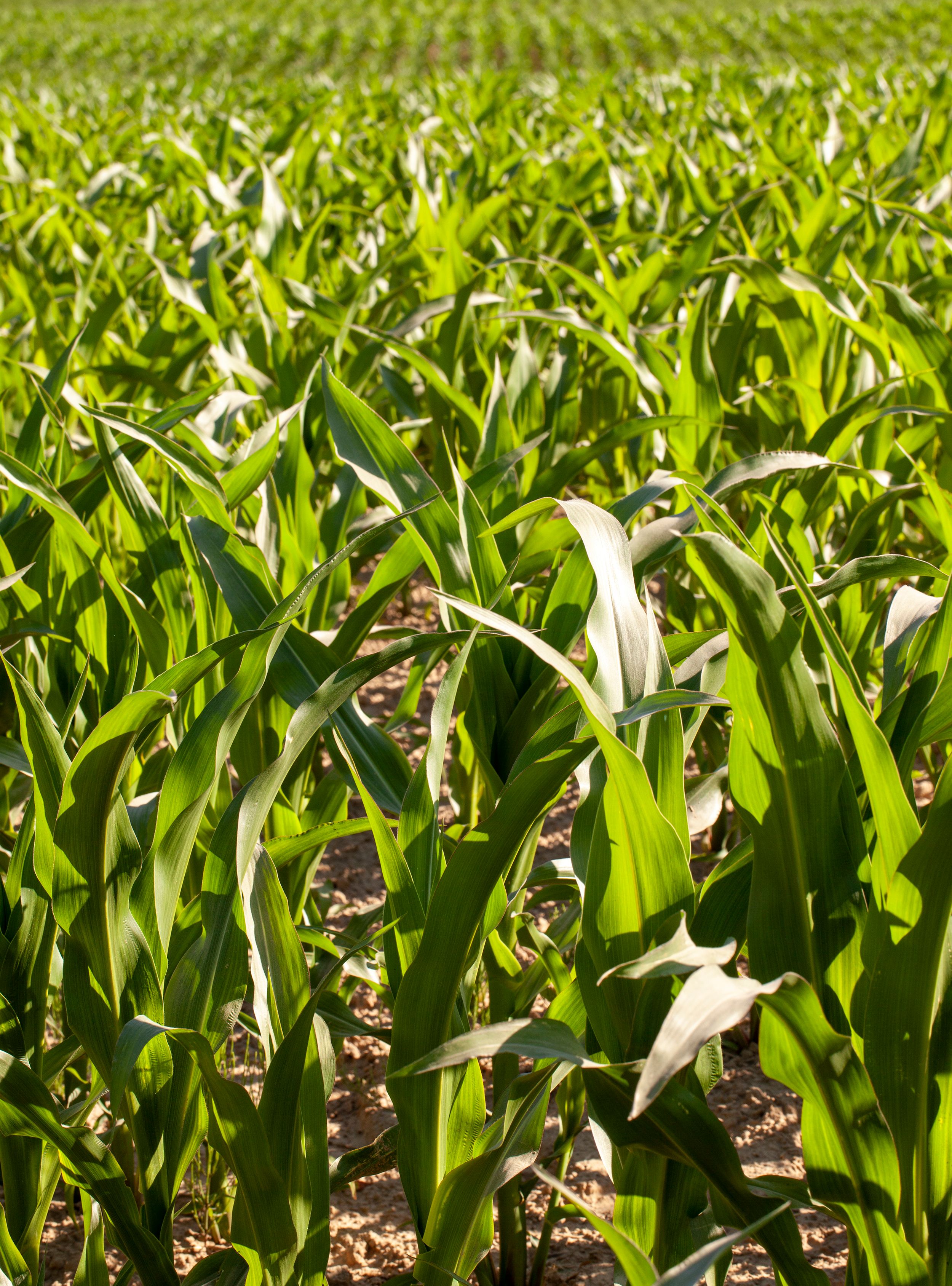 Crop yield estimation