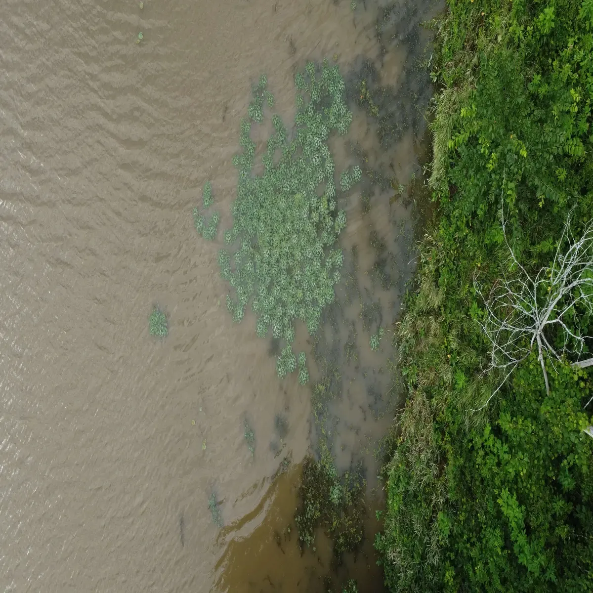 Mapping Submerged and Floating Invasive Plants with UAV Imagery