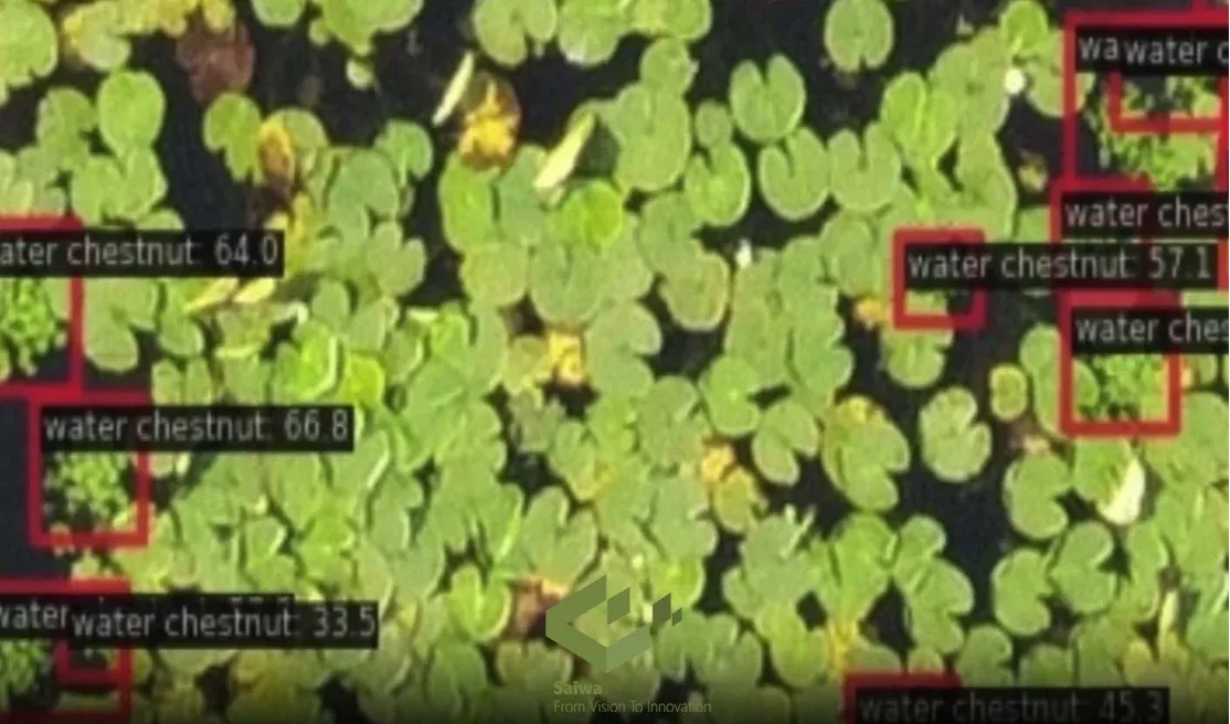 European Water Chestnut Detection A Critical First Step in Control.webp