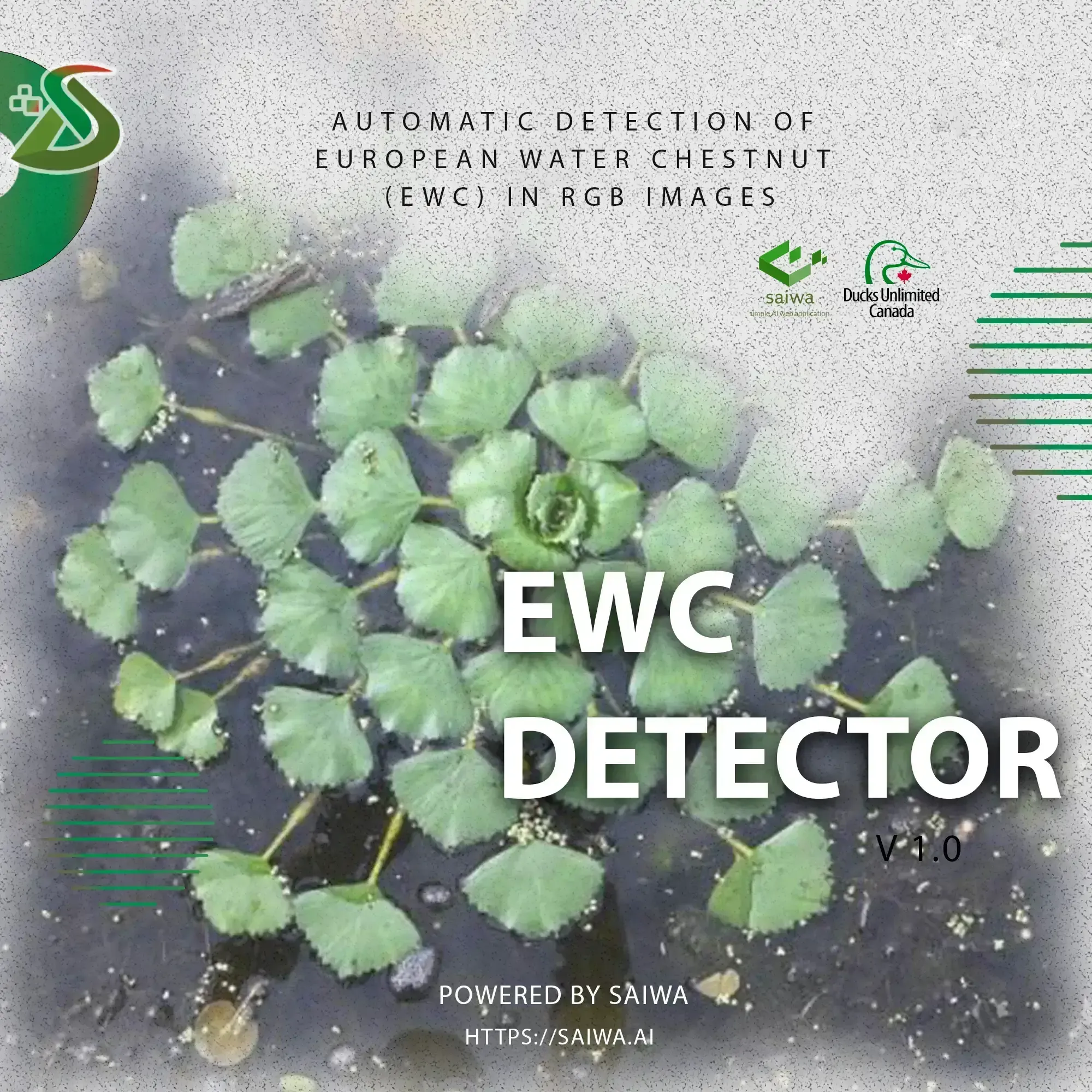 Employing Saiwa to Work Identifying Invasive Species