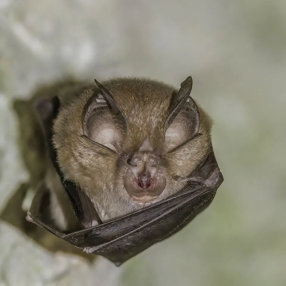 Image Source: Wikipedia https://en.wikipedia.org/wiki/Greater_horseshoe_bat