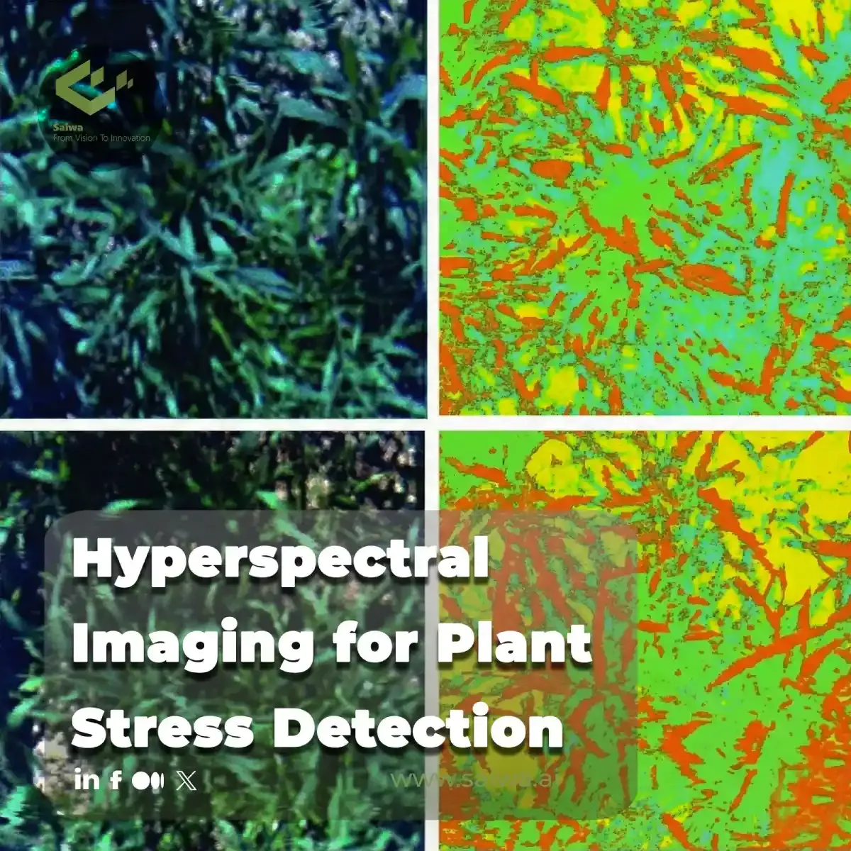 Hyperspectral Imaging for Plant Stress Detection
