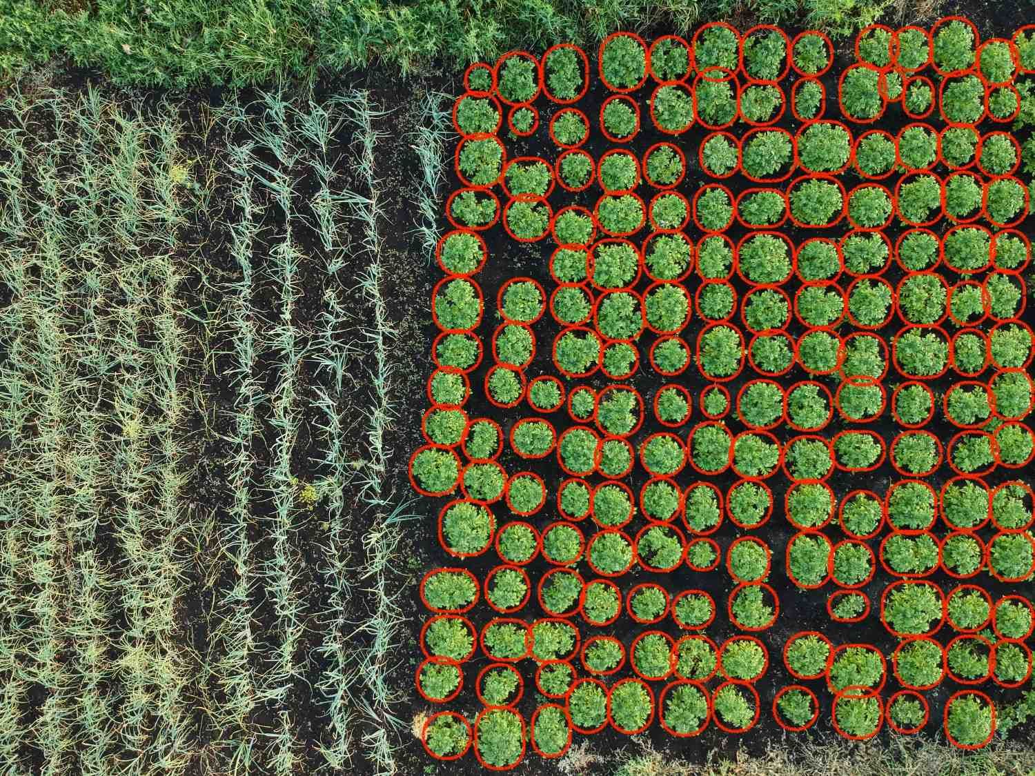 Identifying and counting plant species