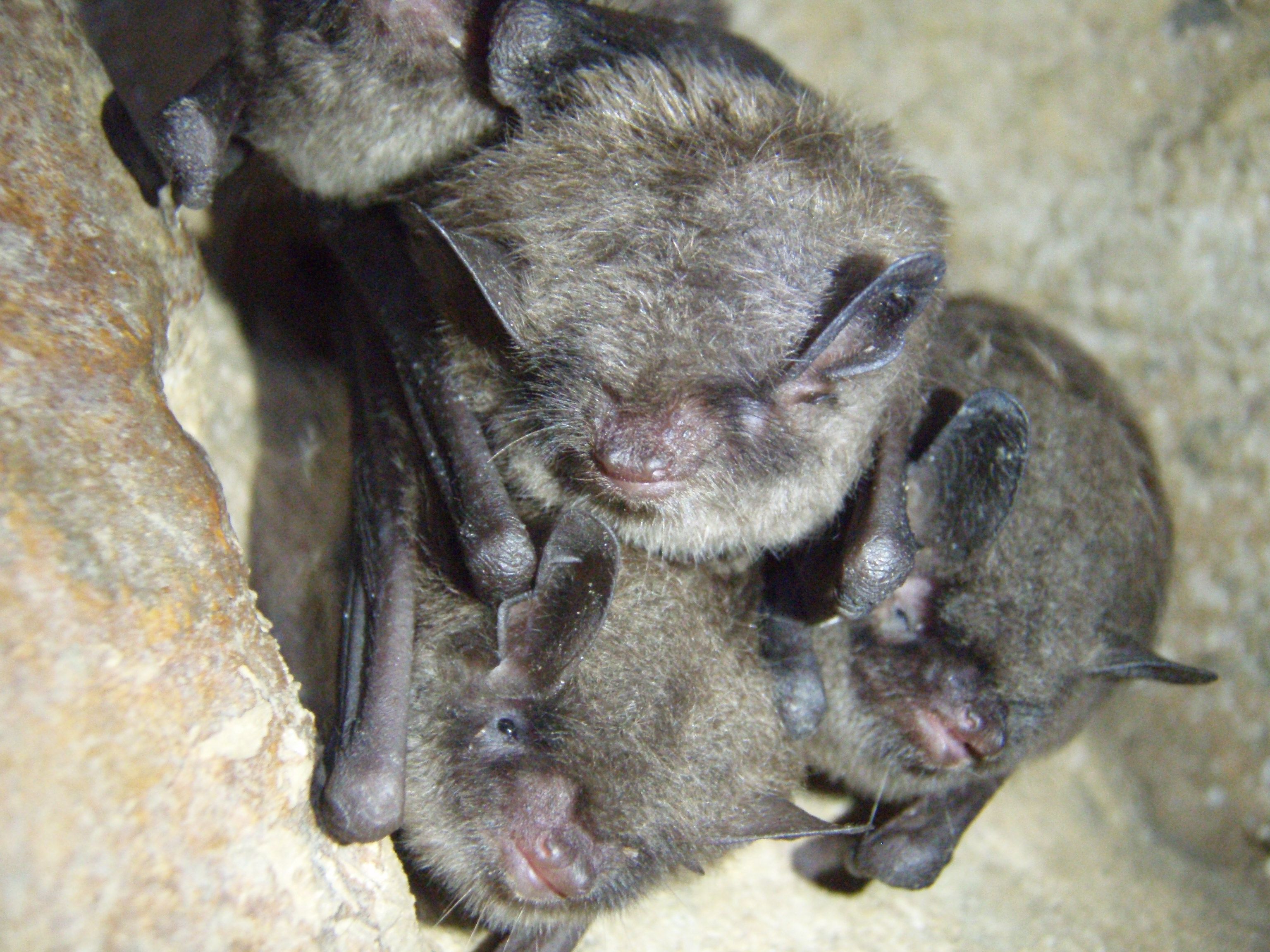 Image Source: Wikipedia https://upload.wikimedia.org/wikipedia/commons/8/8a/Indiana_bats_%286875538307%29.jpg
