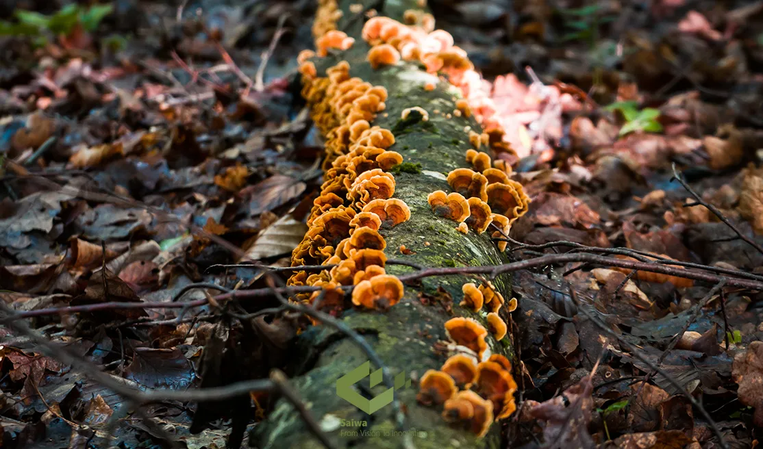 Invasive plants in Ontario 2.webp