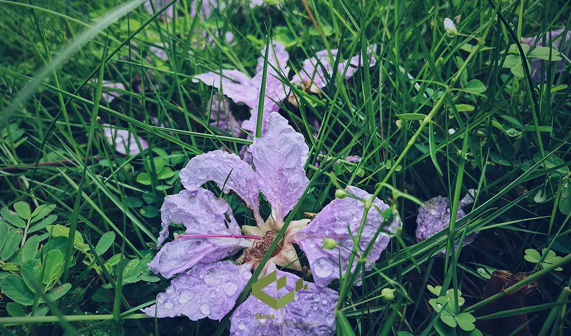 Invasive plants in Ontario.webp