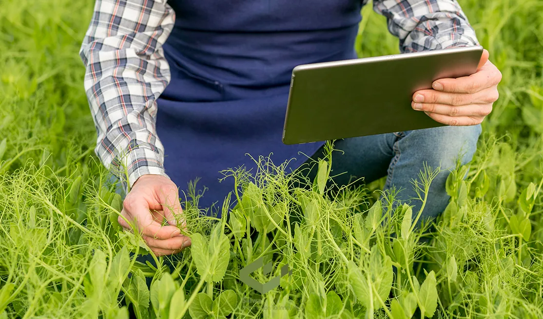 Man inspecting and monitoring plants