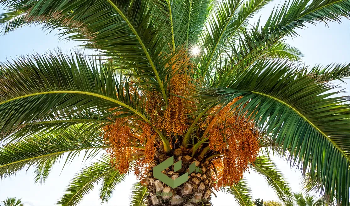 Most Common Palm Tree Pests.webp