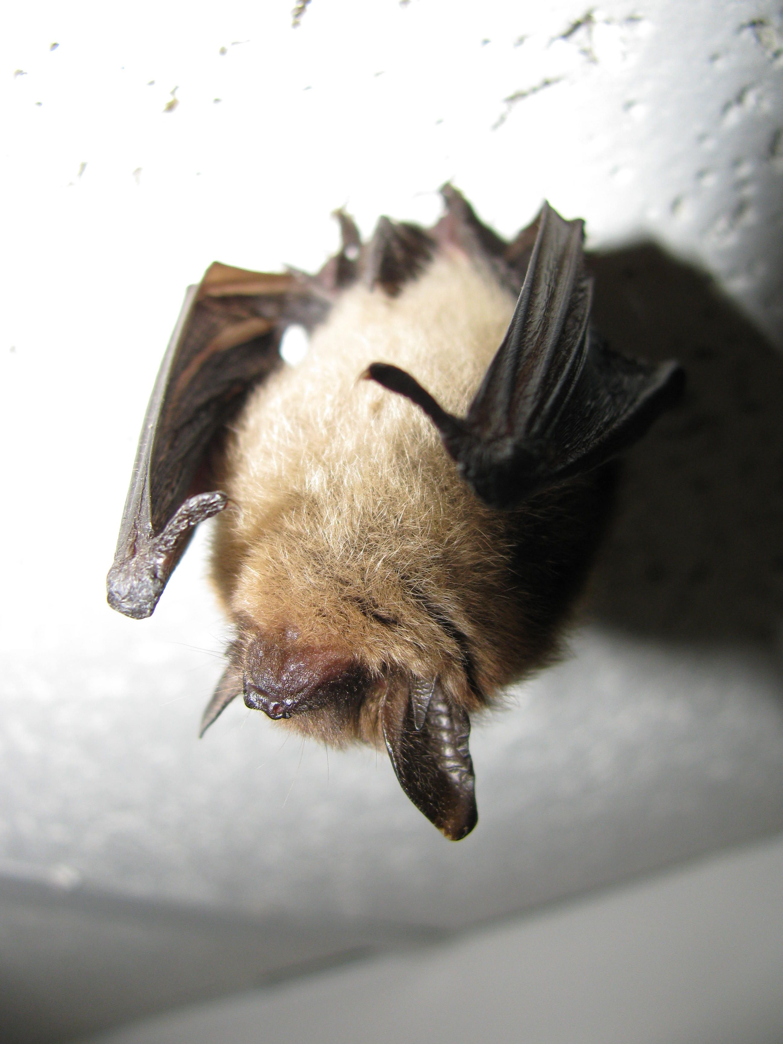 Image Source: Wikipedia https://en.wikipedia.org/wiki/Myotis_septentrionalis#/media/File:Myotis_septentrionalis_1870.jpg