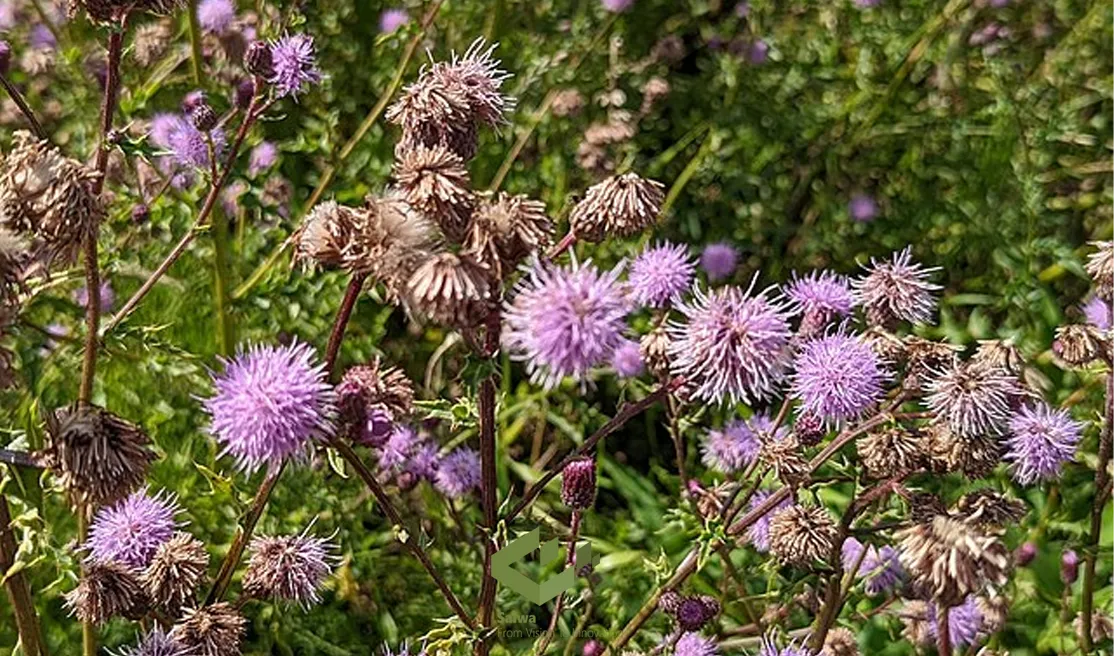 Noxious Weeds in Alberta.webp