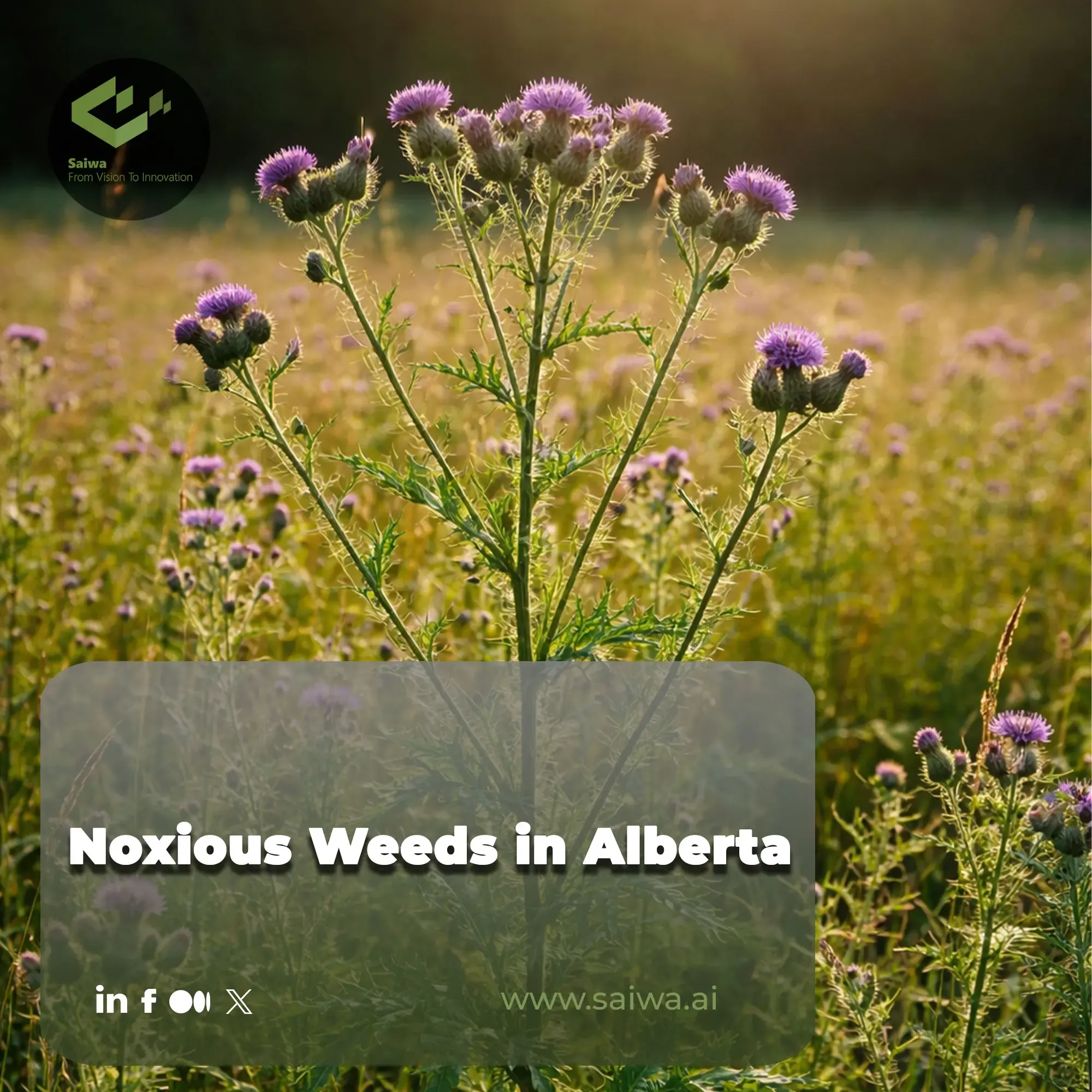 Noxious Weeds in Alberta - Weed Control Using AI Technology