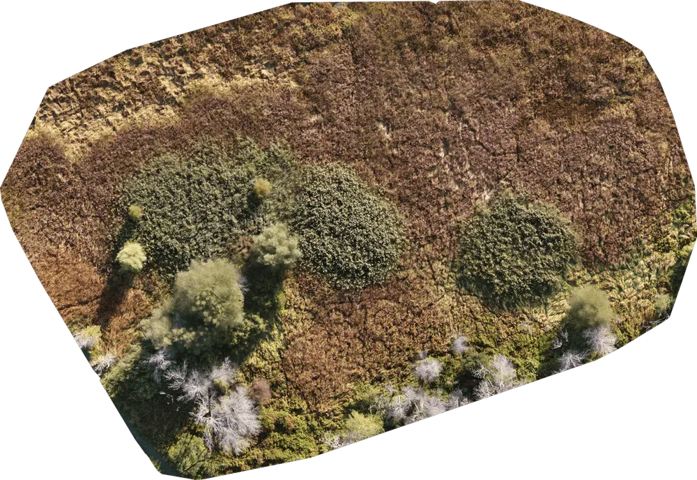 Orthomosaic Generation for Weed Distribution Analysis 
