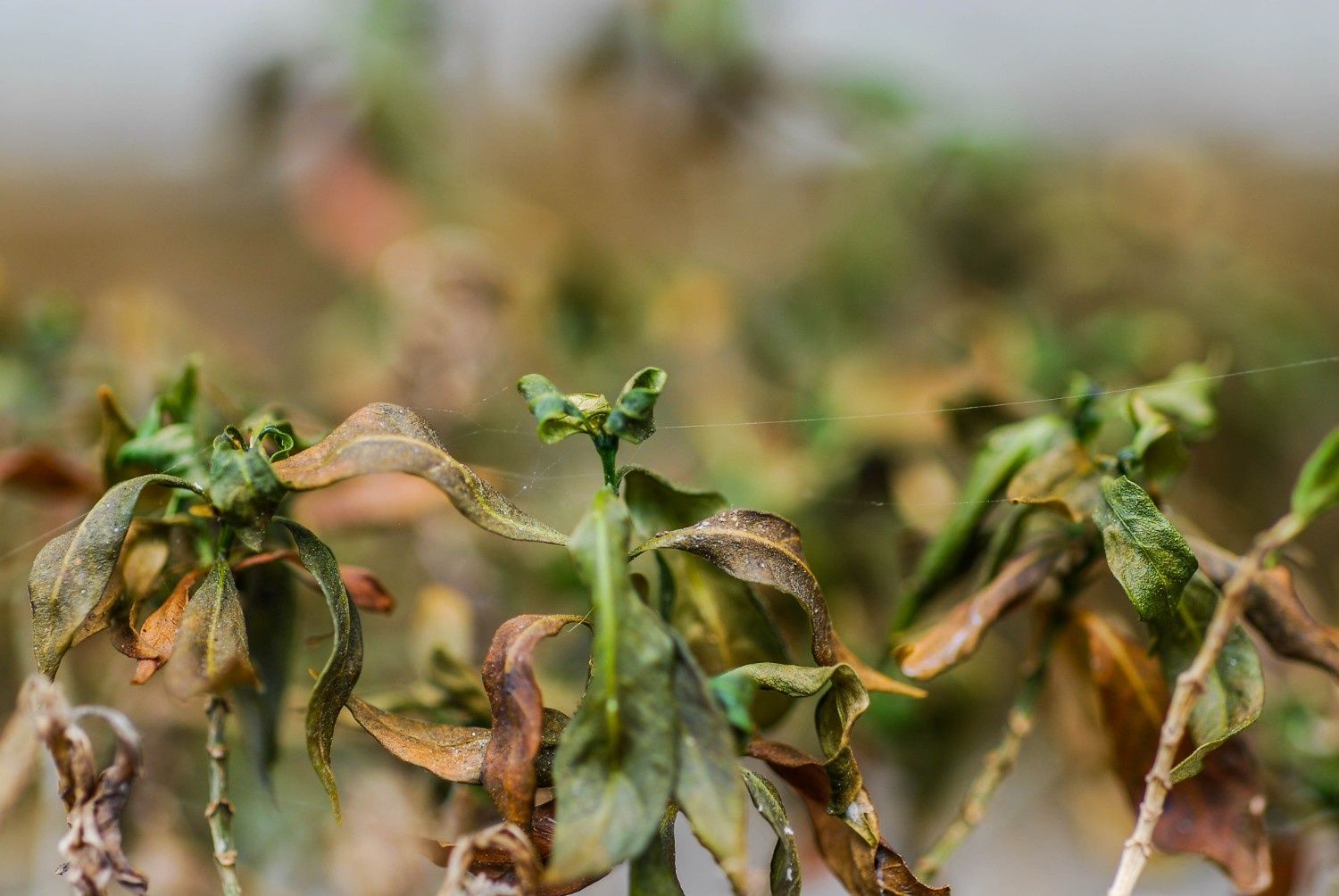 Plant Health Analysis