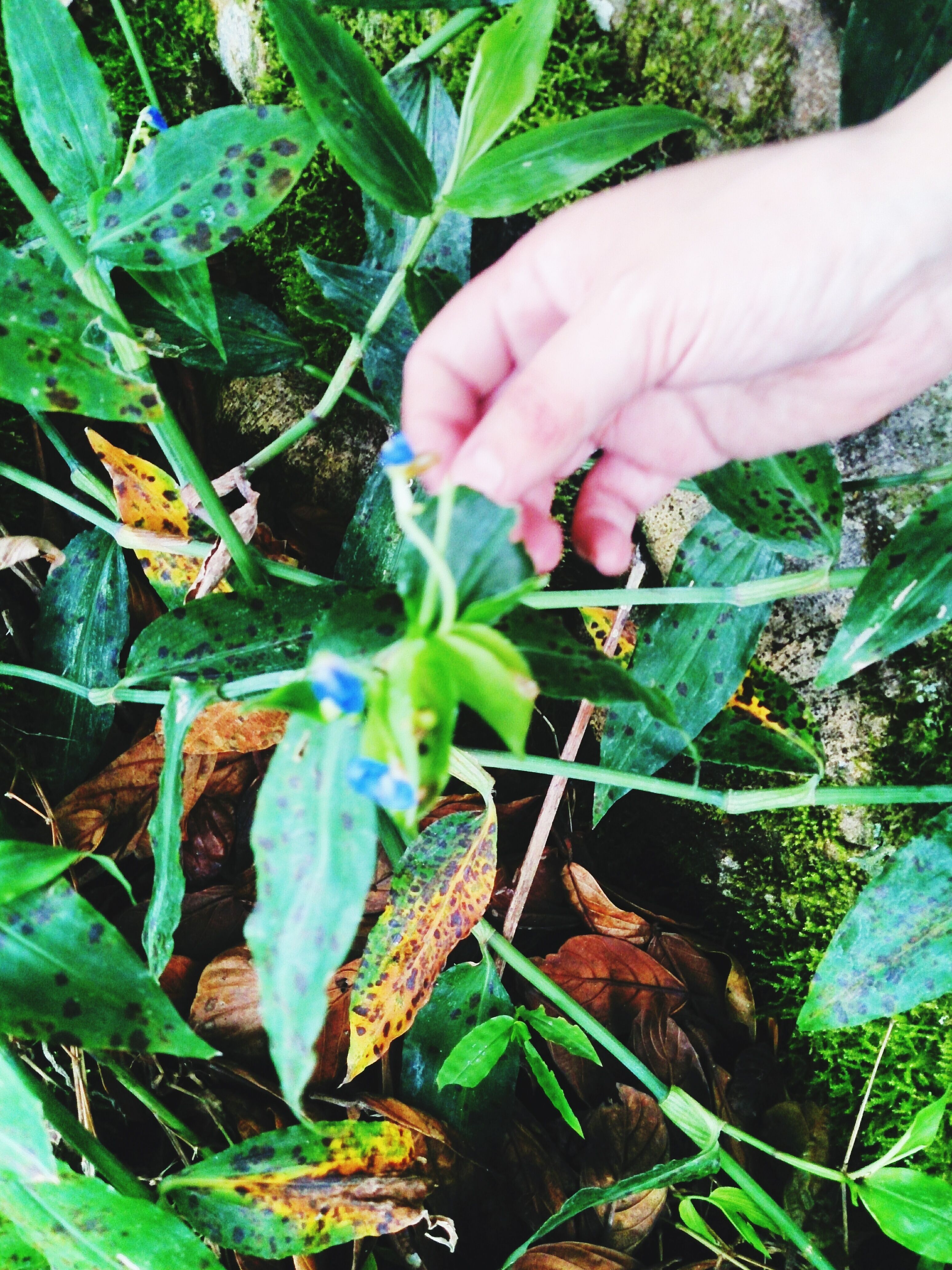 Plant health monitoring