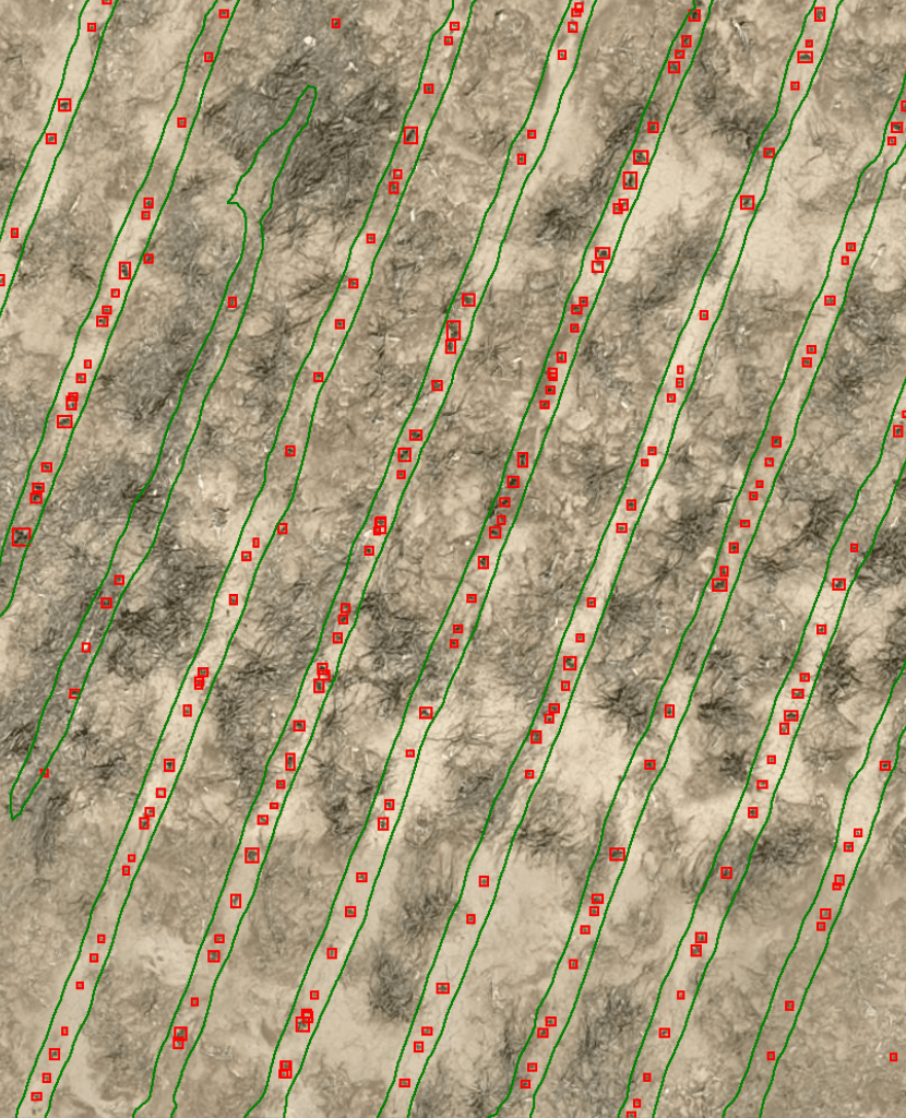 cotton seedling counting stand assessment . cotton emergence assessment. 