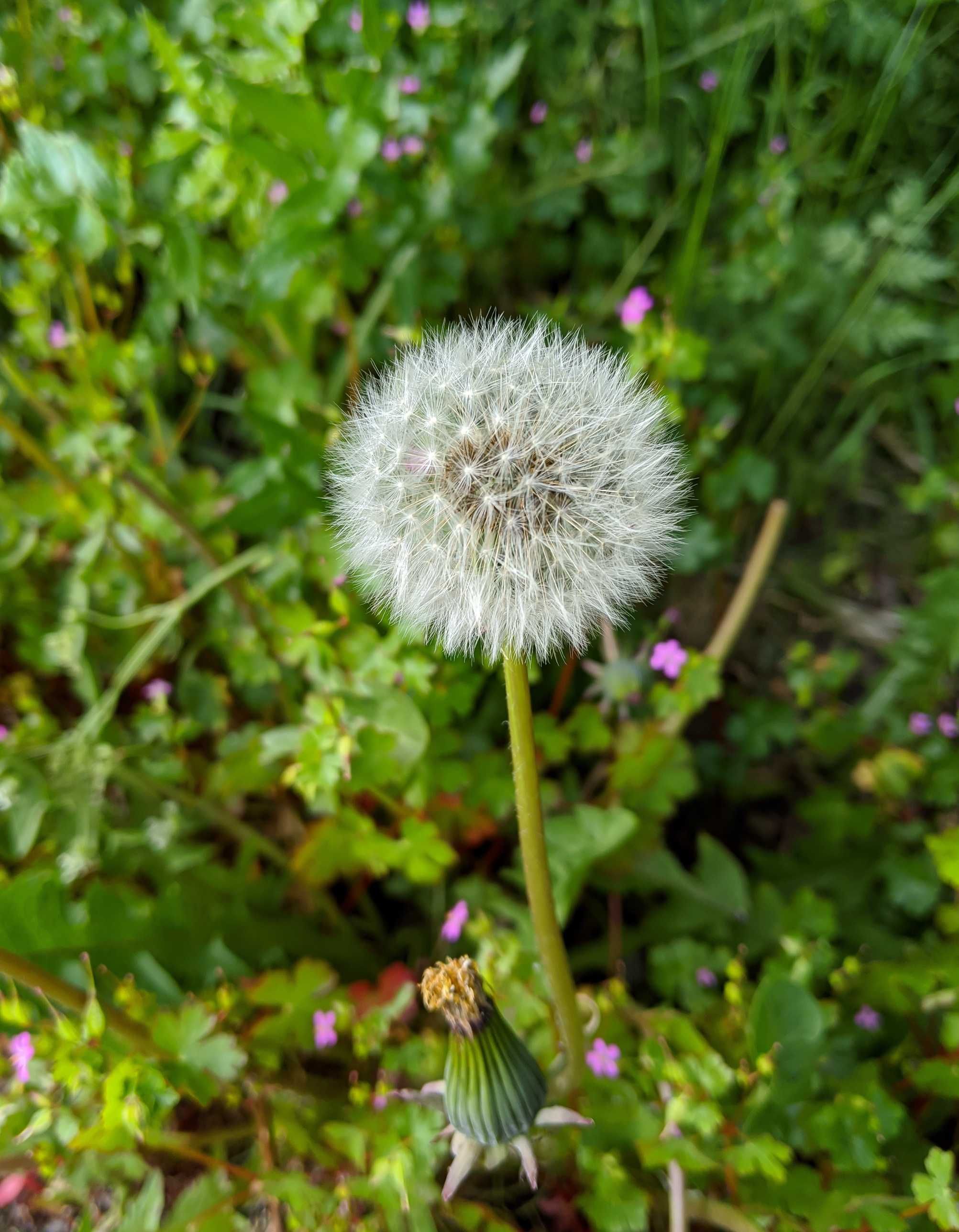 Taraxacum
