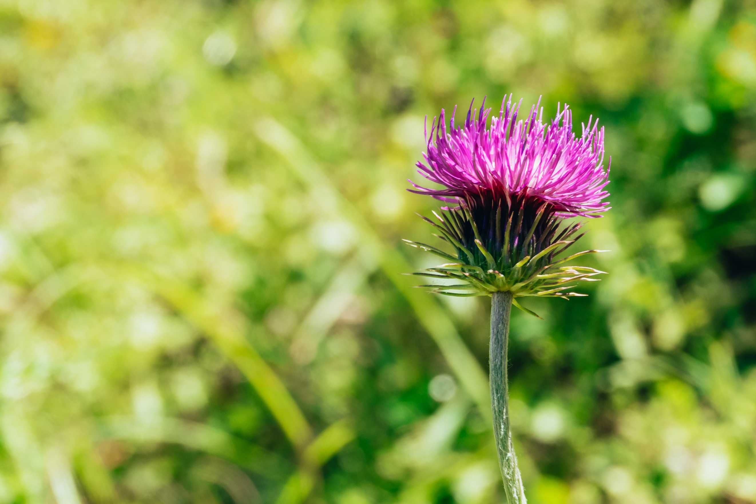 Thistle