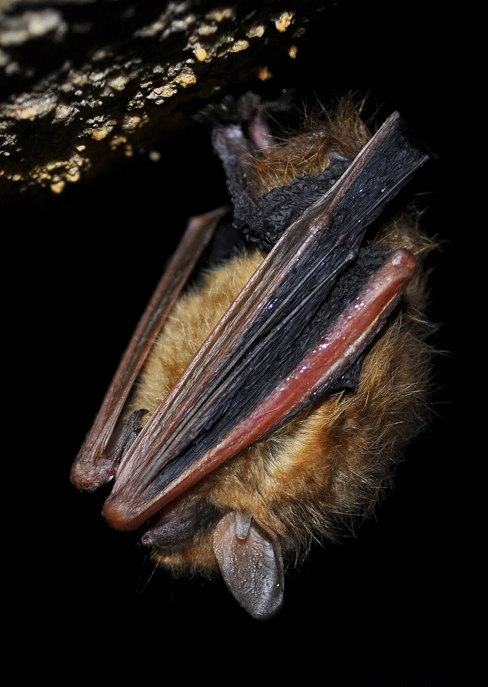 Image Source: Wikipedia https://en.wikipedia.org/wiki/Tricolored_bat#/media/File:Tri-colored_bat_in_torpor.JPG