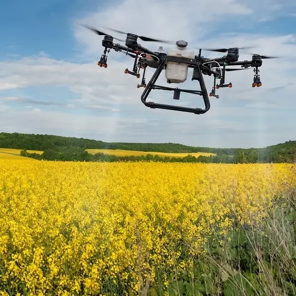 Volunteer Canola After Harvest: When Is Spraying Worth the Cost?
