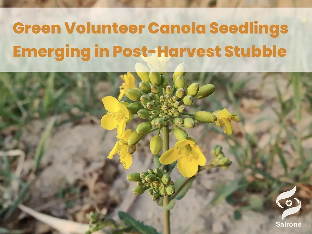 Volunteer Canola After Harvest When Is Spraying Worth the Cost