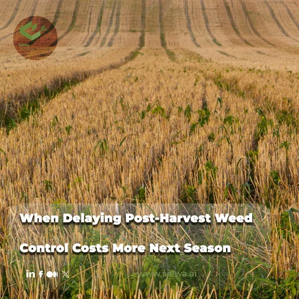 When Delaying Post-Harvest Weed Control Costs More Next Season