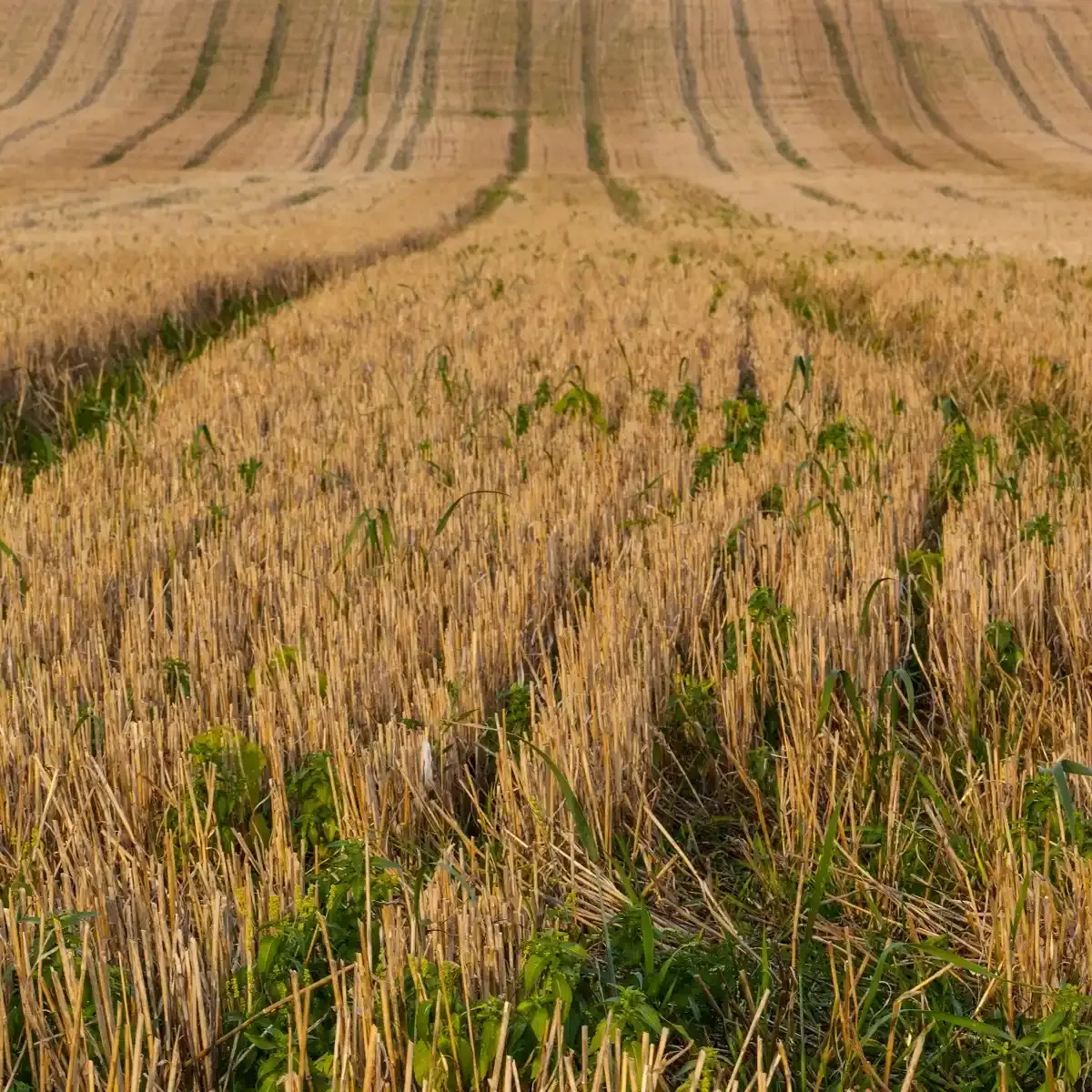 When Delaying Post-Harvest Weed Control Costs More Next Season