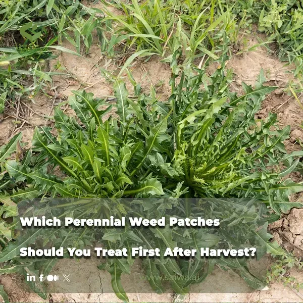 Which Perennial Weed Patches Should You Treat First After Harvest?
