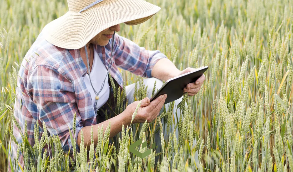 elder-woman-sitting-wheat-field-while-holding-tablet