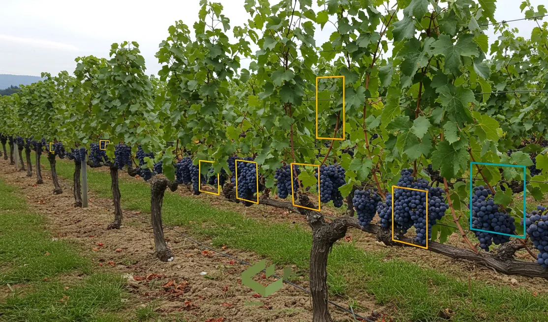 agriculture application of bounding box