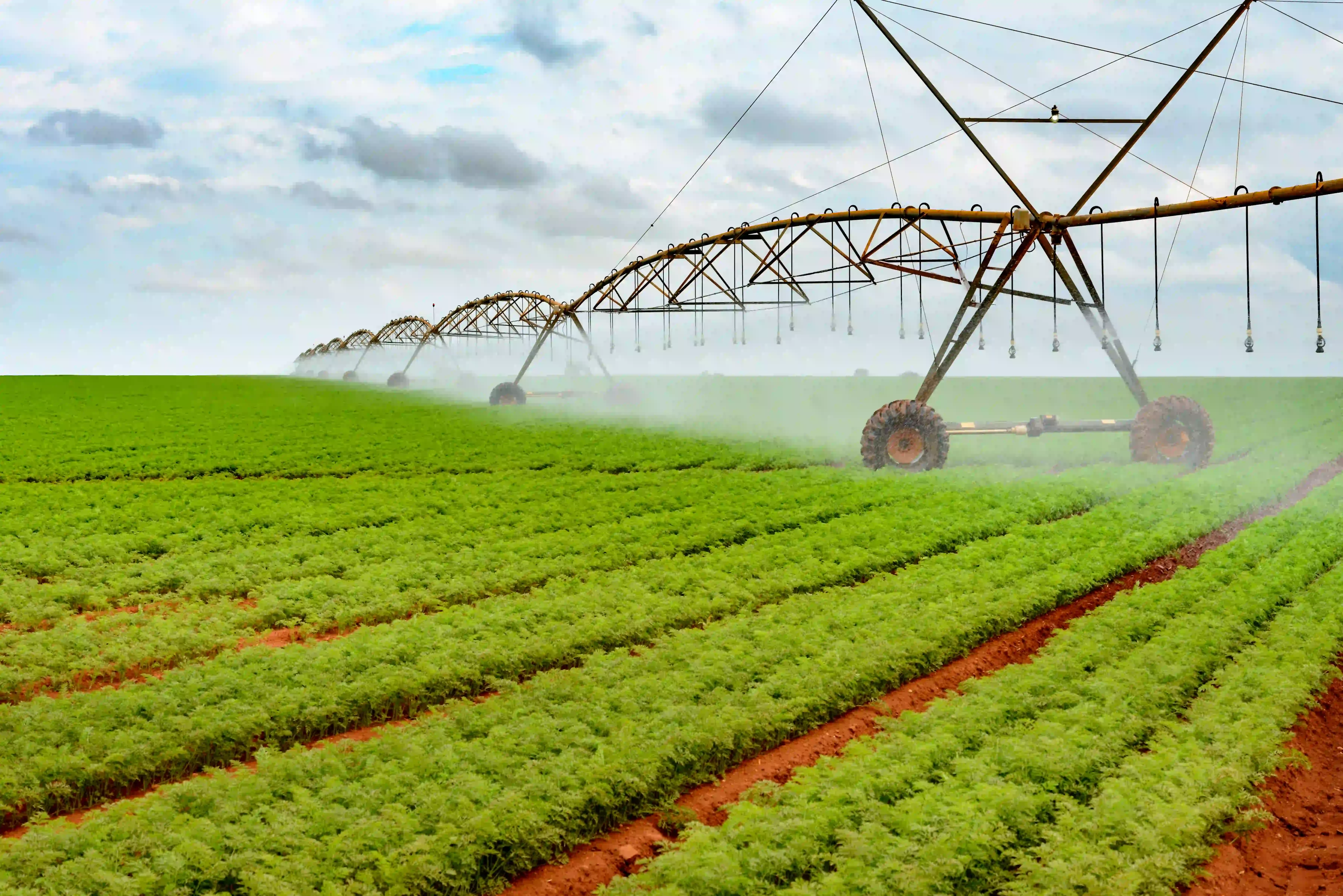 Agriculture pivot irrigation system on carrot plantation