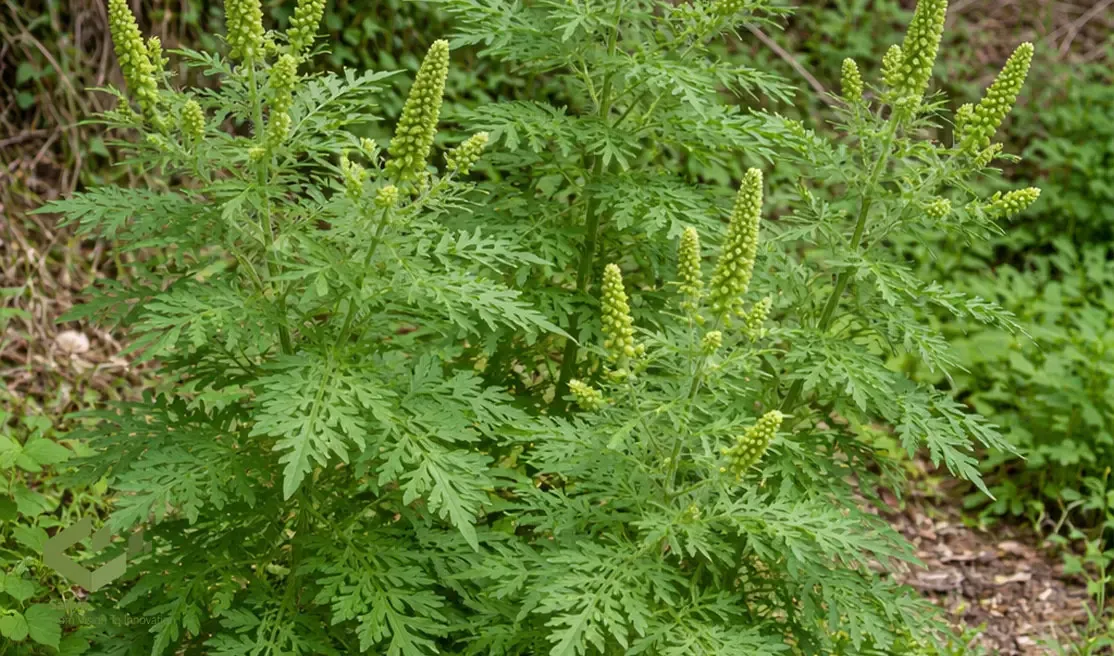 ambrosia-artemisiifolia-control (1).webp