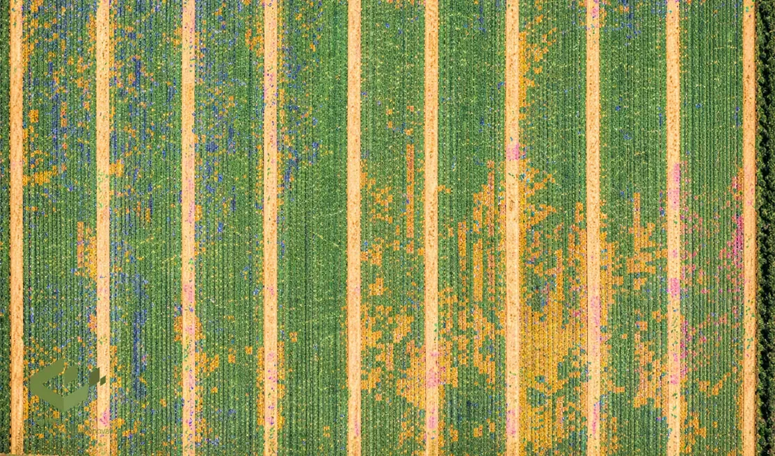 automated-crop-monitoring-system (1).webp