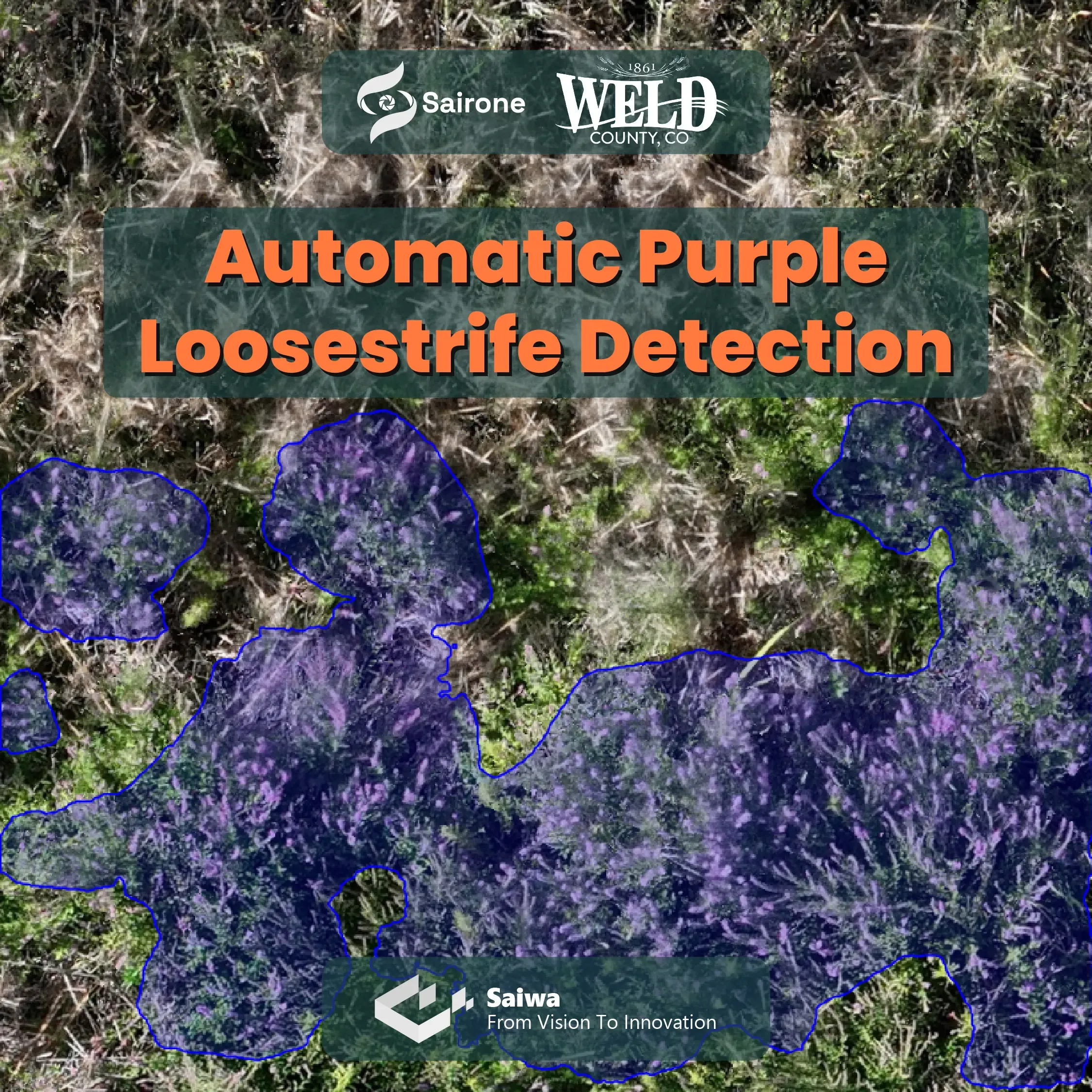 Automatic Purple Loosestrife Detection with AI-Powered Semantic Segmentation