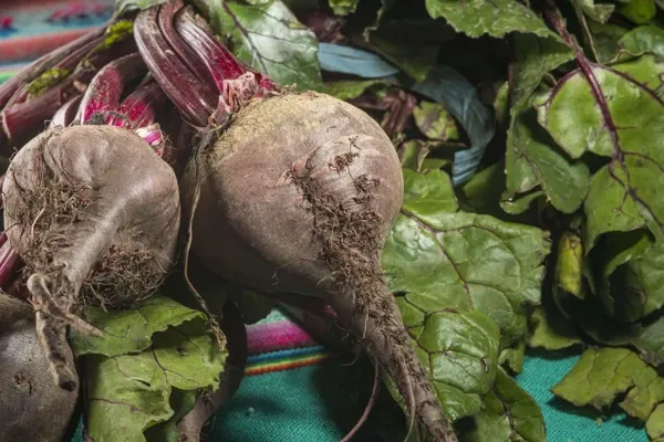 Sugar Beet