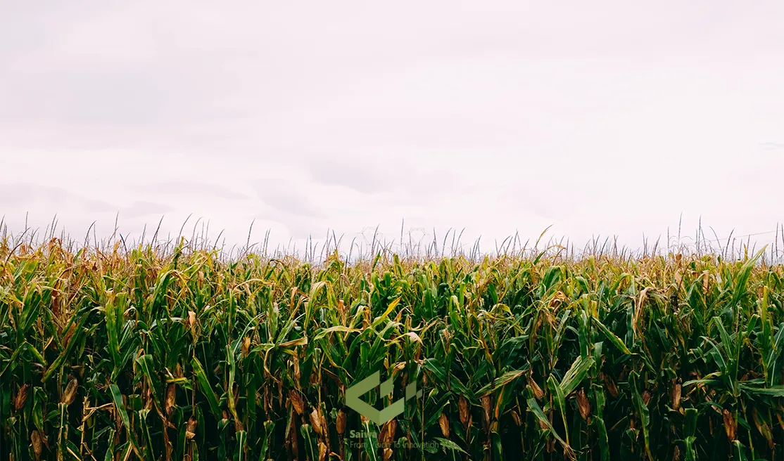 corn 1.webp