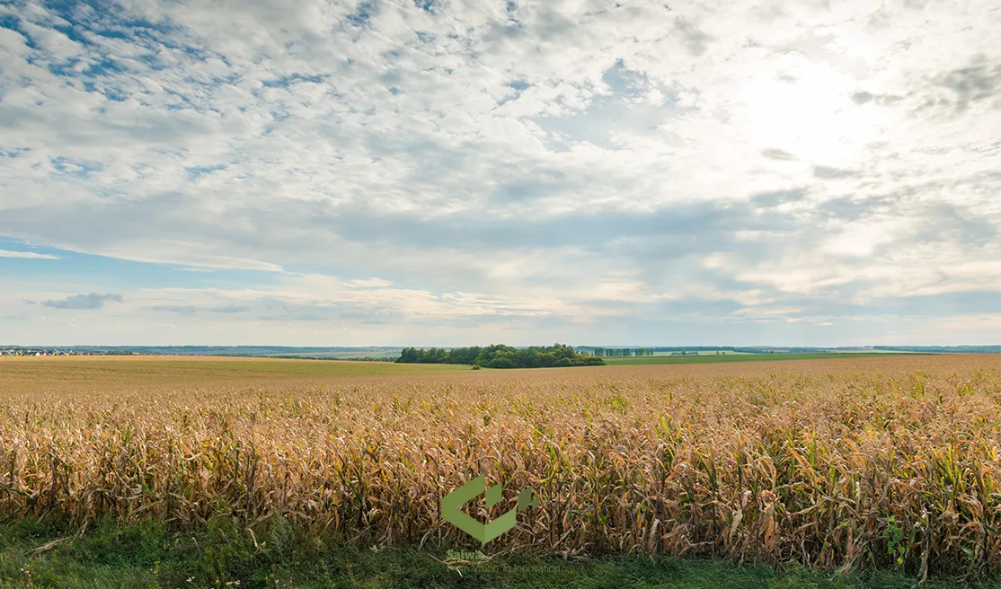 corn field