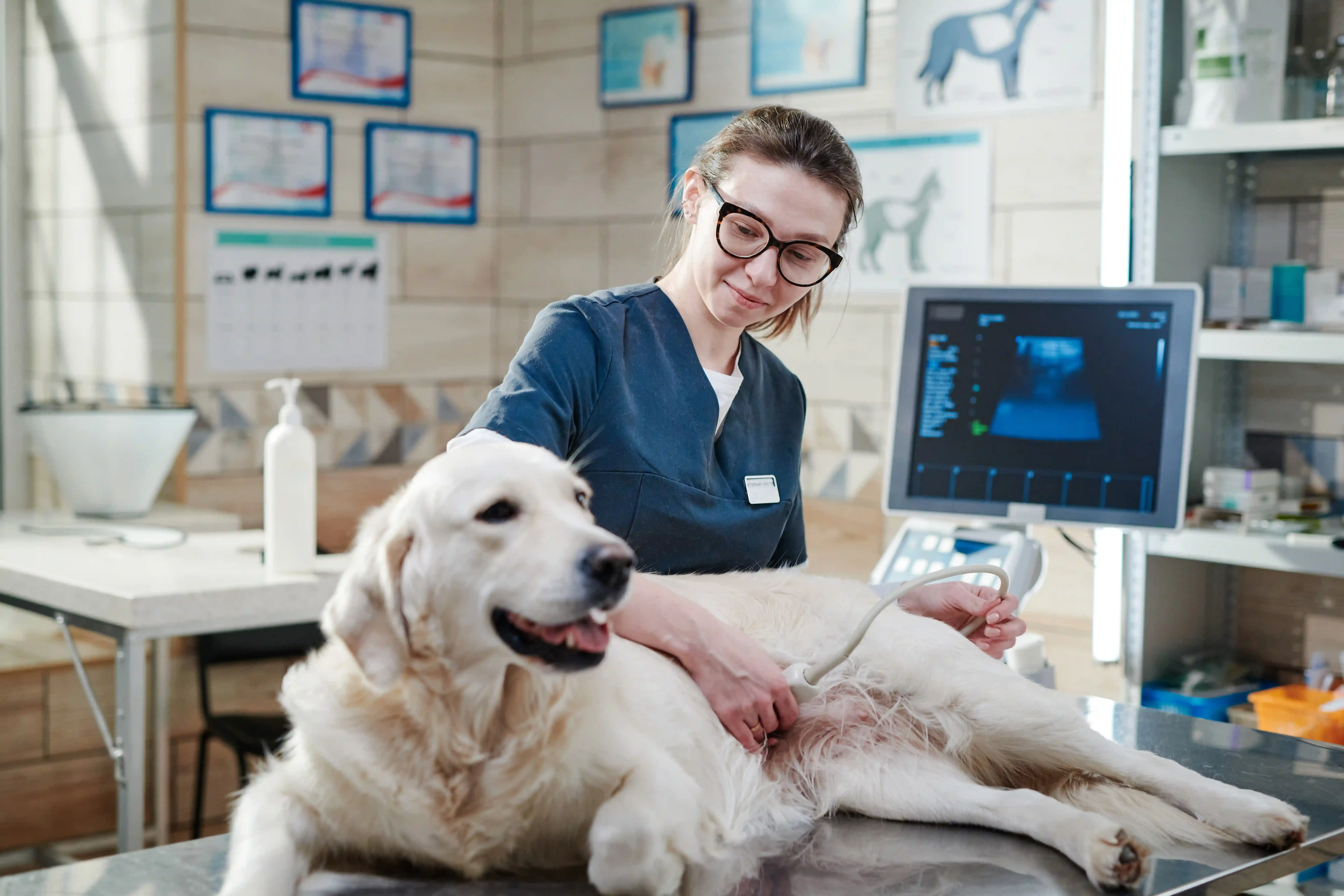https://www.magnific.com/premium-photo/female-veterinarian-doing-ultrasound-analyzing-health-animal-while-its-lying-table-vet-office_22523471.htm#fromView=search&page=1&position=34&uuid=4f81b964-7765-4e9a-a6db-845240fe8772&track=ais_hybrid&query=smart+Veterinary+managing