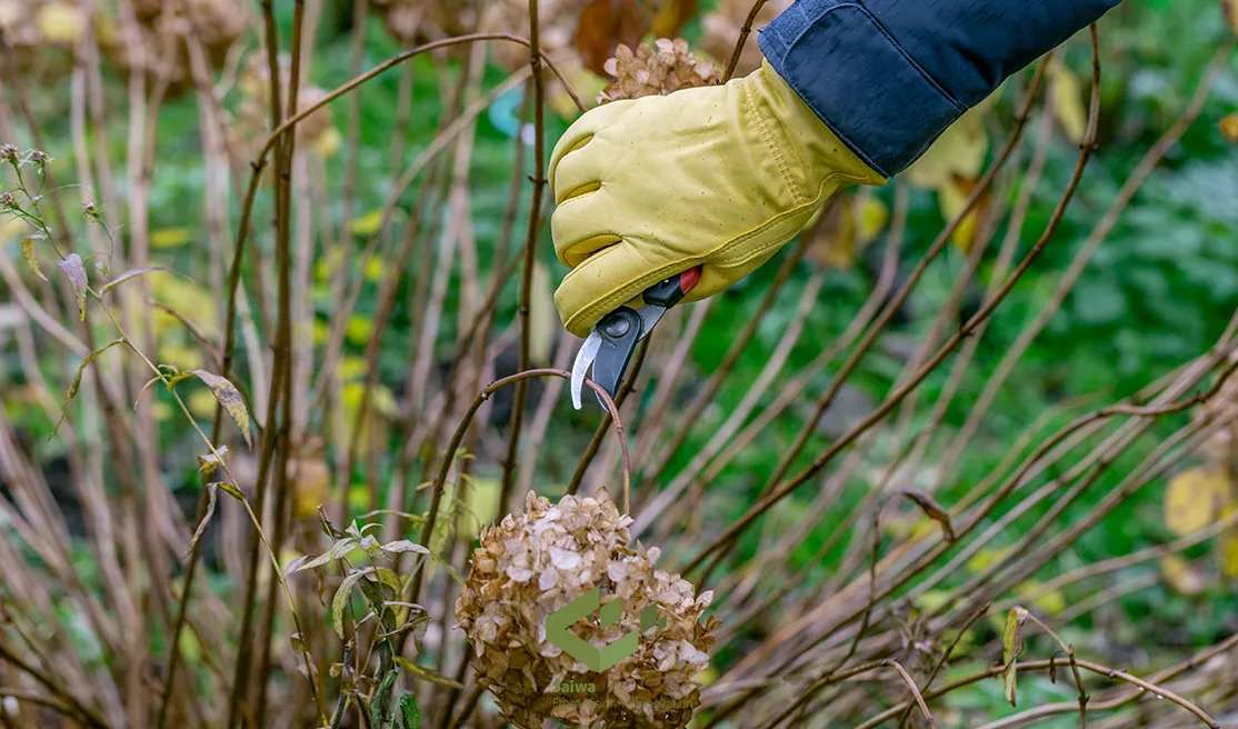 invasive plants.webp