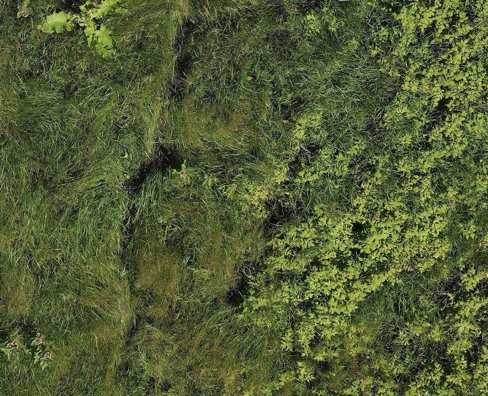 Phragmites Detector – AI-Powered Invasive Species Monitoring in Wetlands