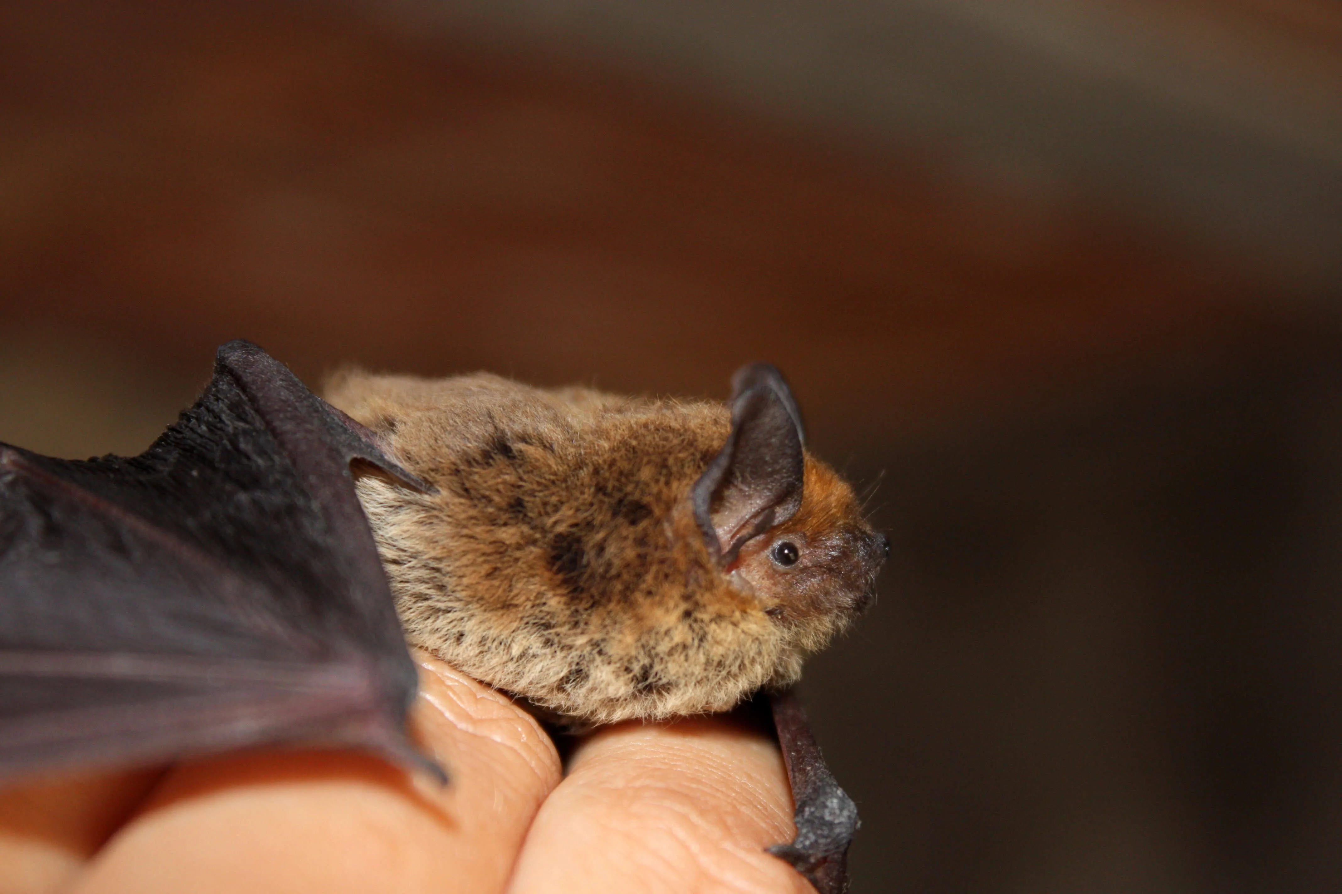 Little brown bat