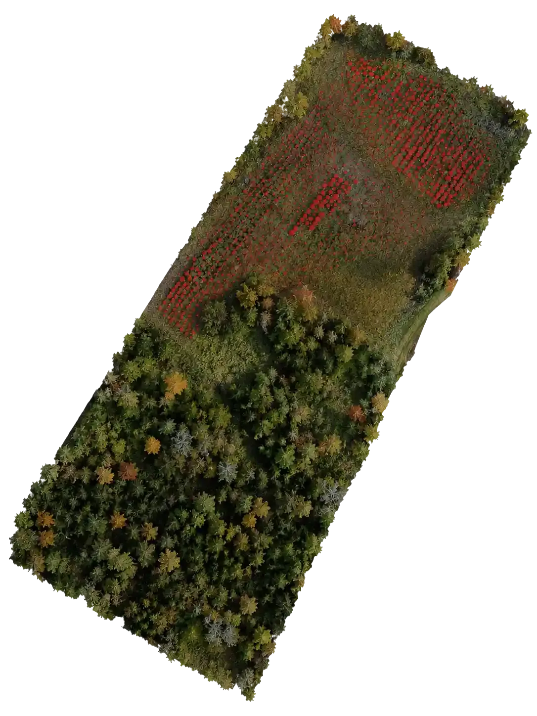 AI-Powered Tree Identification & Counting from Drone Imagery
