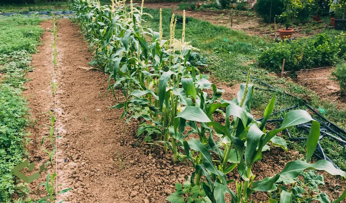 Corn Monitoring System