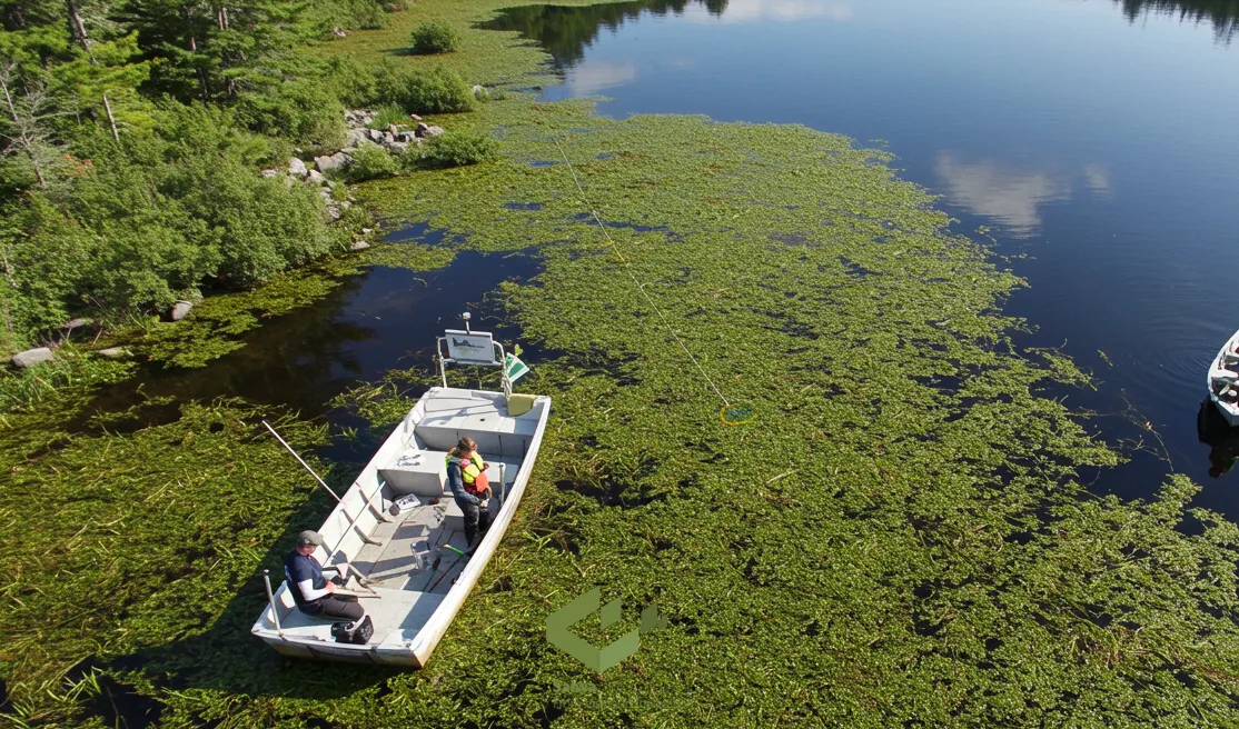 monitoringh and managing invasive plants