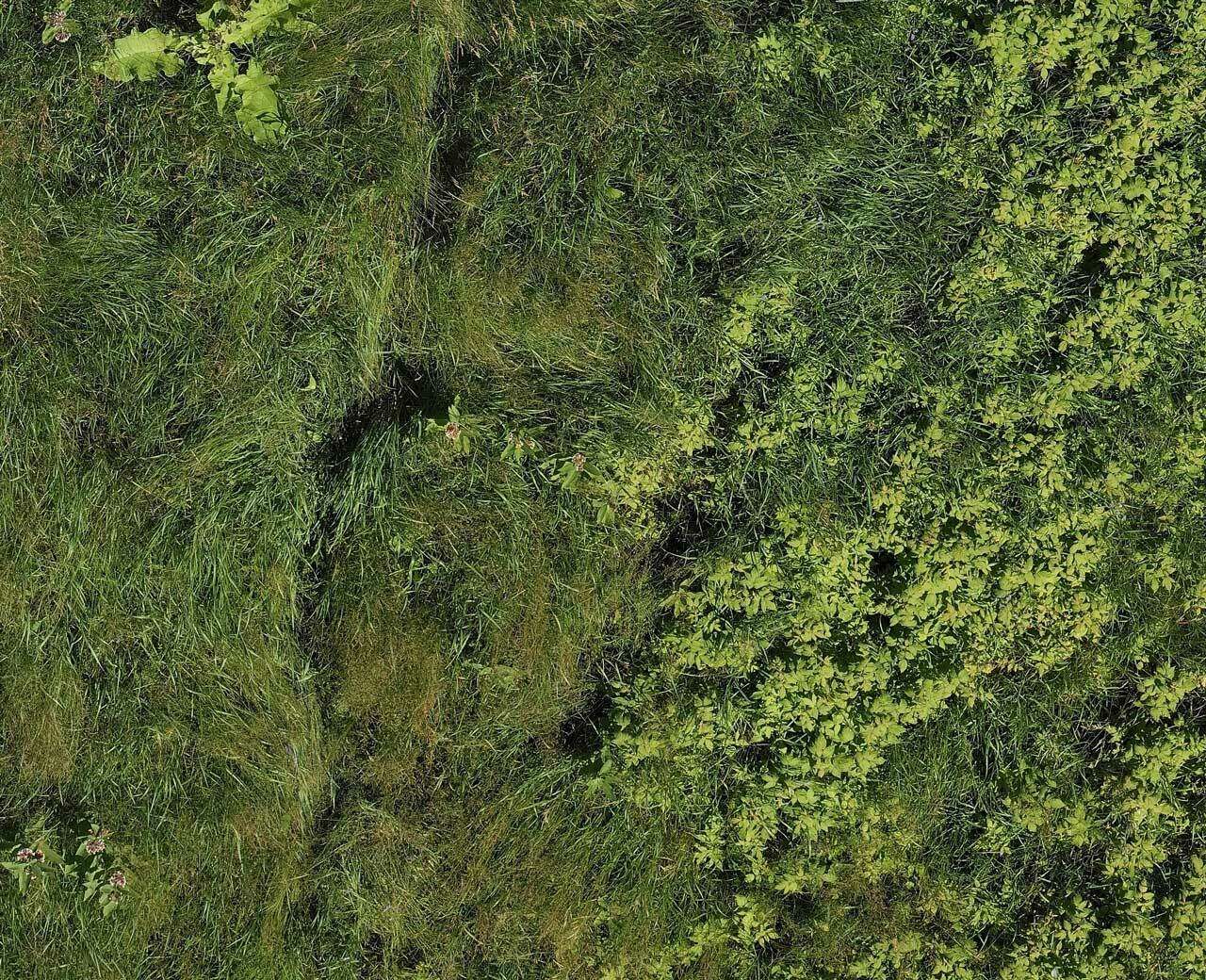 phragmites_1.jpg